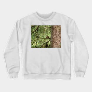 Douglas squirrel (Tamiasciurus douglasii) Crewneck Sweatshirt